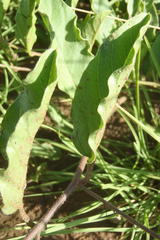 Ipomoea oblongata