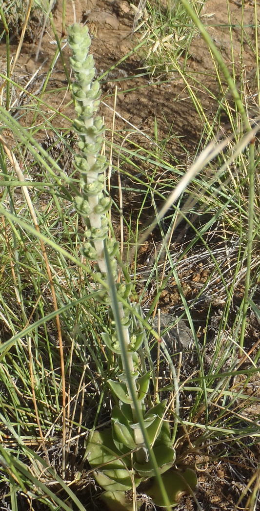 Crassula nodulosa