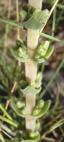 Crassula nodulosa