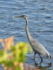 Ardea herodias