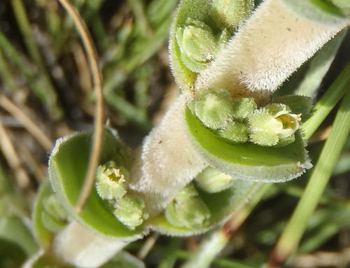 Crassula nodulosa