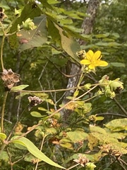 Silphium brachiatum