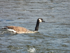 Branta canadensis