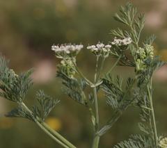 Capnophyllum africanum