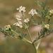 Capnophyllum africanum - Photo (c) Nick Helme,  זכויות יוצרים חלקיות (CC BY-SA), הועלה על ידי Nick Helme