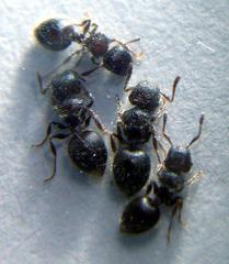 Meranoplus peringueyi