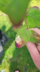 Fomoria hypericella