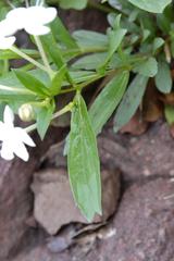 Clerodendrum ternatum