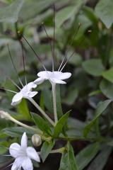 Clerodendrum ternatum