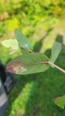 Fomoria hypericella