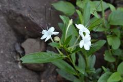 Clerodendrum ternatum