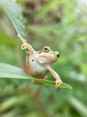 Hyla japonica