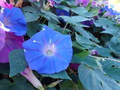 Ipomoea