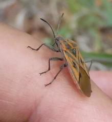 Spilostethus rivularis