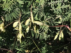 Vicia cracca