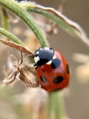 Coccinella septempunctata
