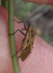 Spilostethus rivularis