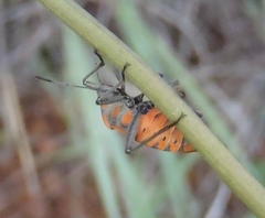 Spilostethus rivularis