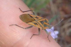 Spilostethus rivularis