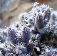 Trichodiadema marlothii