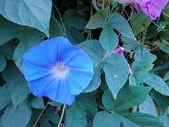 Ipomoea