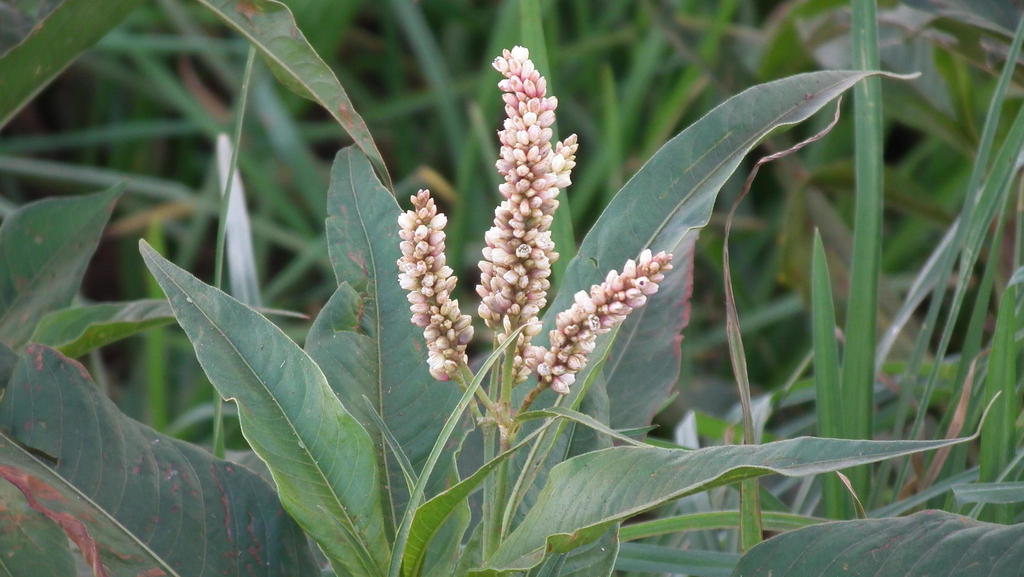 Persicaria senegalensis (Senegal Knotweed)
