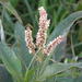 Senegalese Knotgrass - Photo (c) Shaun Swanepoel, some rights reserved (CC BY-NC-SA), uploaded by Shaun Swanepoel