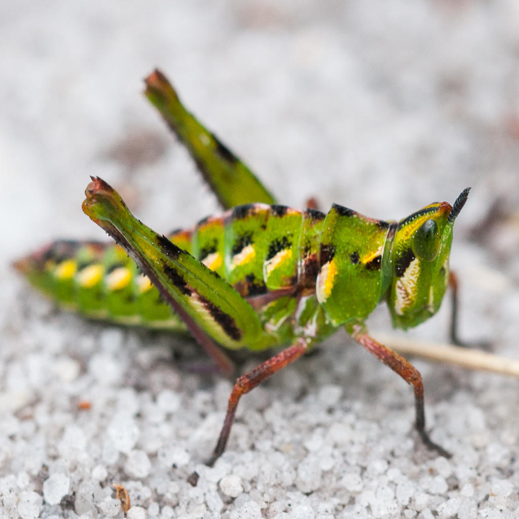 Afromastacinae