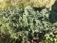 Vicia cracca