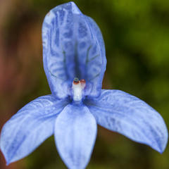 Disa longicornu