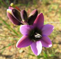 Ixia versicolor