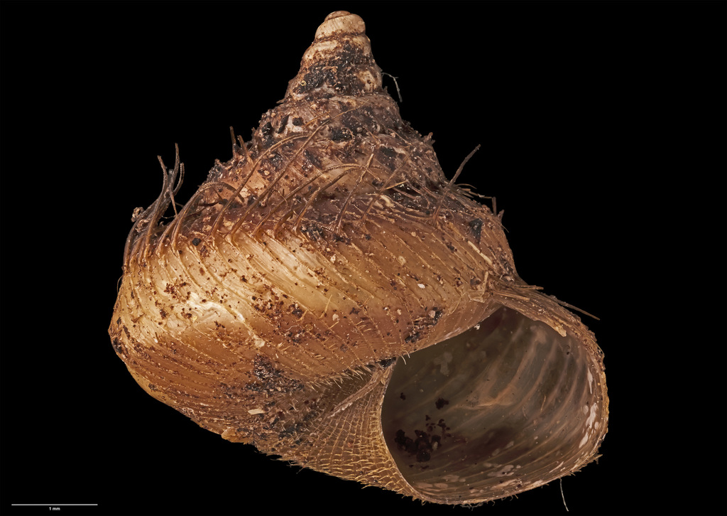 Cytora hirsutissima