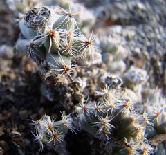 Trichodiadema marlothii