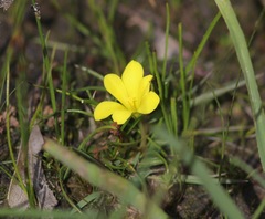 Moraea fugacissima