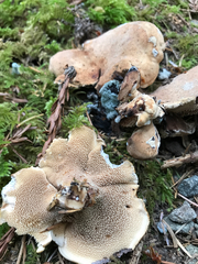 Sarcodon stereosarcinon