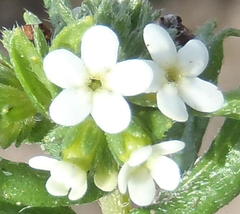 Lithospermum papillosum
