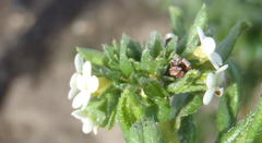Lithospermum papillosum