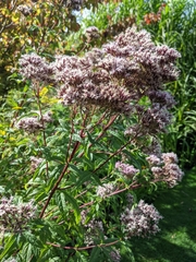 Eupatorium cannabinum