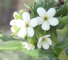 Lithospermum papillosum