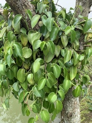 Peperomia vinasiana