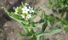 Lithospermum papillosum