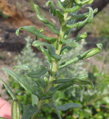 Lithospermum papillosum