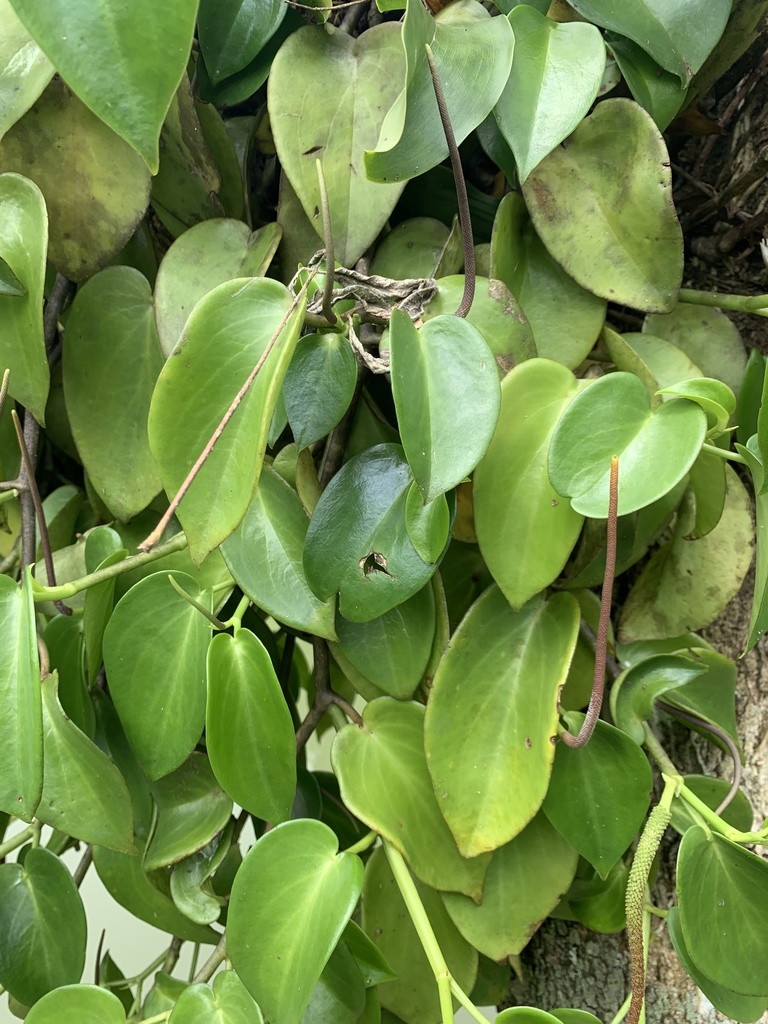 Peperomia vinasiana