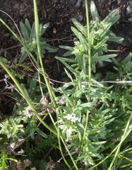 Lithospermum papillosum