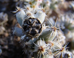 Trichodiadema marlothii