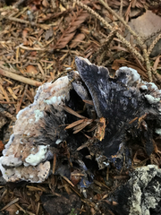 Hydnellum suaveolens