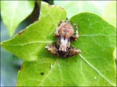 Pararaneus perforatus