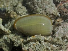 Cryptospira strigata