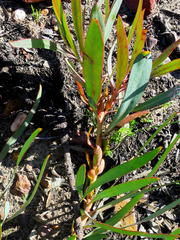 Protea tenax