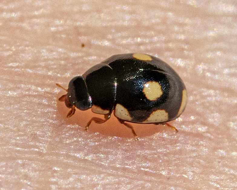 Octavia Lady Beetle